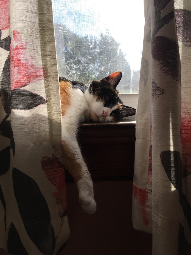 8E8BF2FA-1B6D-4580-92E9-43885B584397